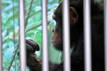 Les bébés chimpanzés ciblés par les trafiquants
